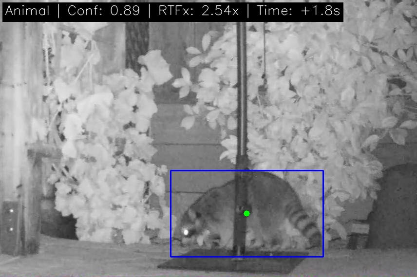 Raccoon looking for food