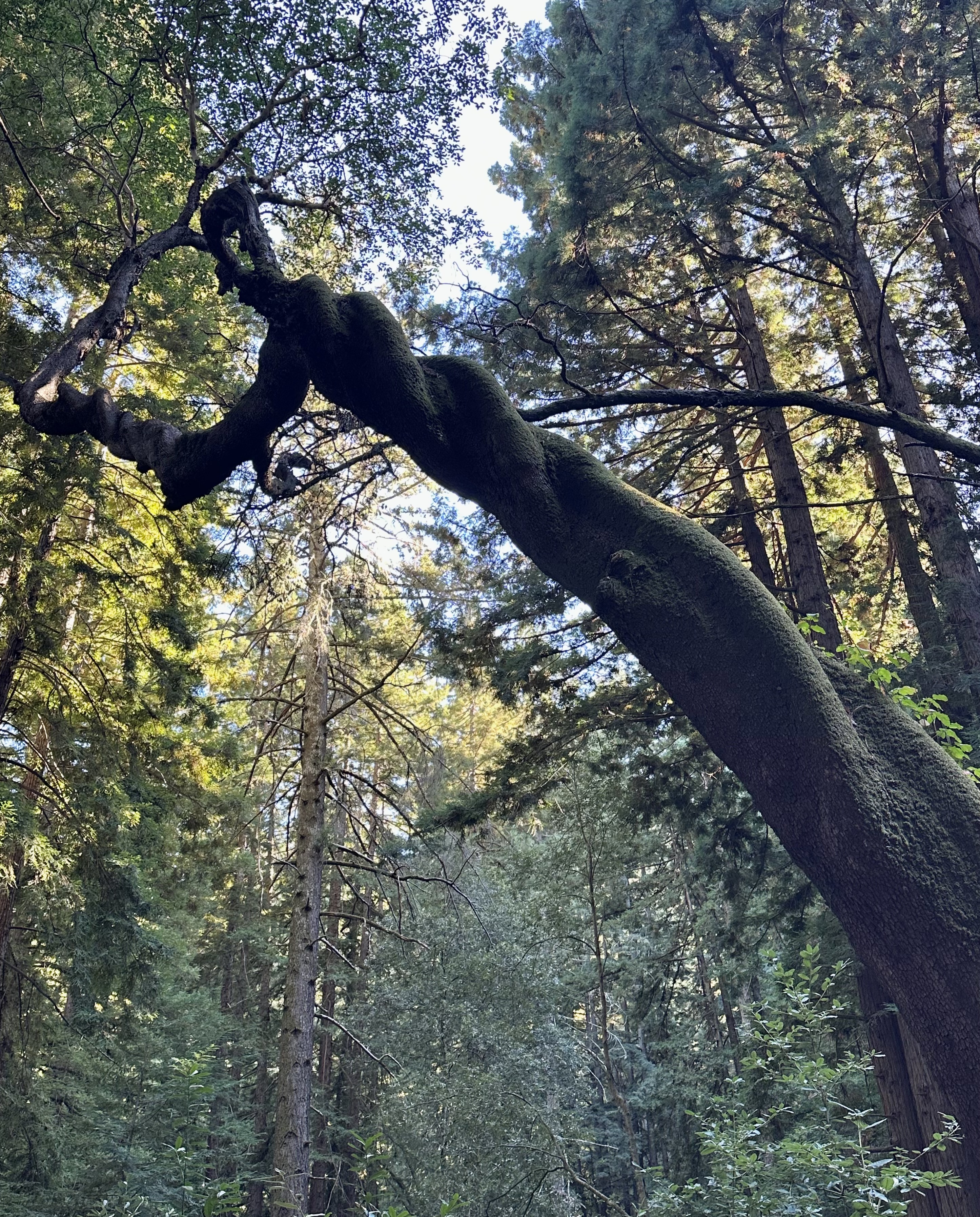 Spiral Tree at Wunderlich in Woodside